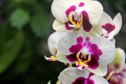 Калининградский ботанический сад - орхидея