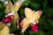 Калининградский ботанический сад - орхидея