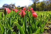 Калининградский ботанический сад - тюльпаны