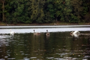 Лебеди на озере в Колосовке Калининградской области