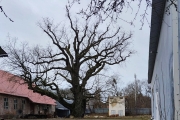 Грюнвальдский дуб в Ладушкине, Калининградская область