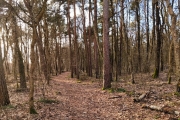 Буковый лес возле Ладушкина Калининградской области
