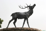 Статуя оленя, Знаменск-Велау
