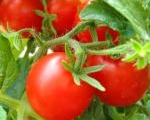 c_180_120_16777215_00_images_uploads_spravochnik_dacha-sad-ogorod_tomat-pomidor_2.jpg