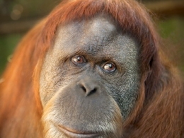 c_260_195_16777215_00_images_uploads_glavnaya_nov-k-i-obl_kaliningradskij-zoo-orangutany.jpg
