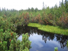 Большое Моховое болото, заповедник в Калининградской области