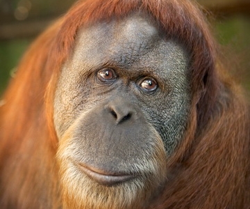 c_550_300_16777215_00_images_uploads_glavnaya_nov-k-i-obl_kaliningradskij-zoo-orangutany.jpg