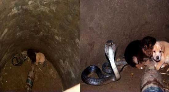 Королевская кобра спасла щенков в Индии