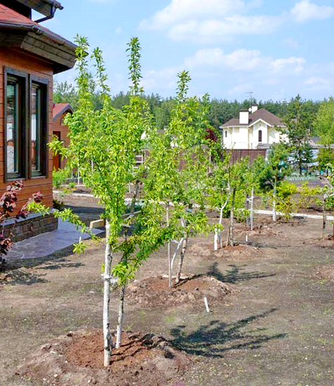 как садить плодовые деревья на участке
